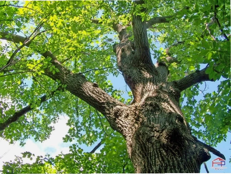 Bàn ăn gỗ sồi nga sang trọng