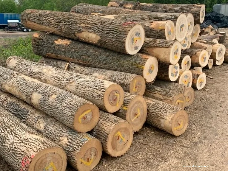 Các loại gỗ tự nhiên thông dụng