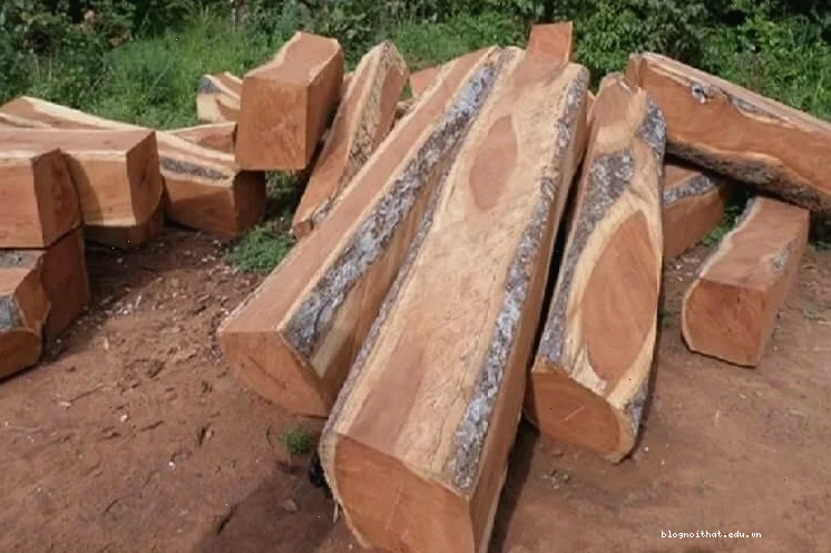 Phân tích ưu nhược điểm gỗ gõ đỏ Nam Phi và các dòng Pachyloba, Ghana