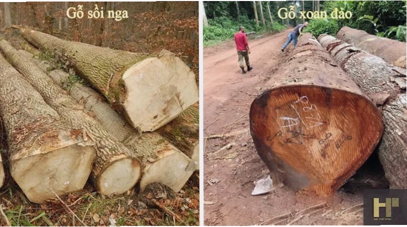 So sánh gỗ sồi nga và gỗ xoan đào về đặc điểm